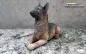 Mobile Preview: 1/16 German Shepherd Dog Resin New Version by licmas-tank