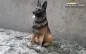 Preview: German Shepherd Dog Resin 1:16 licmas-tank